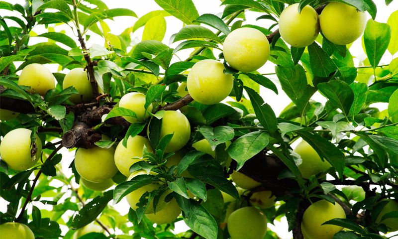 九游下载案例展示六